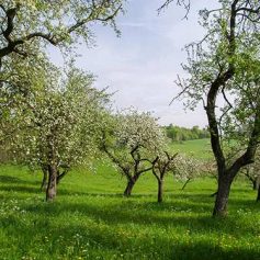 Obstgarten_1 Obstgarten_1